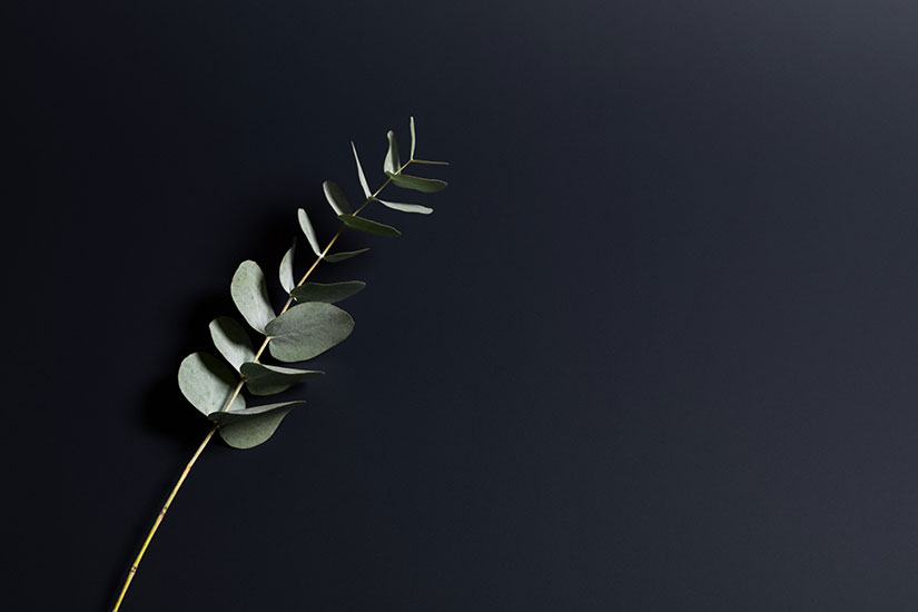 Winter eucalyptus 825x550