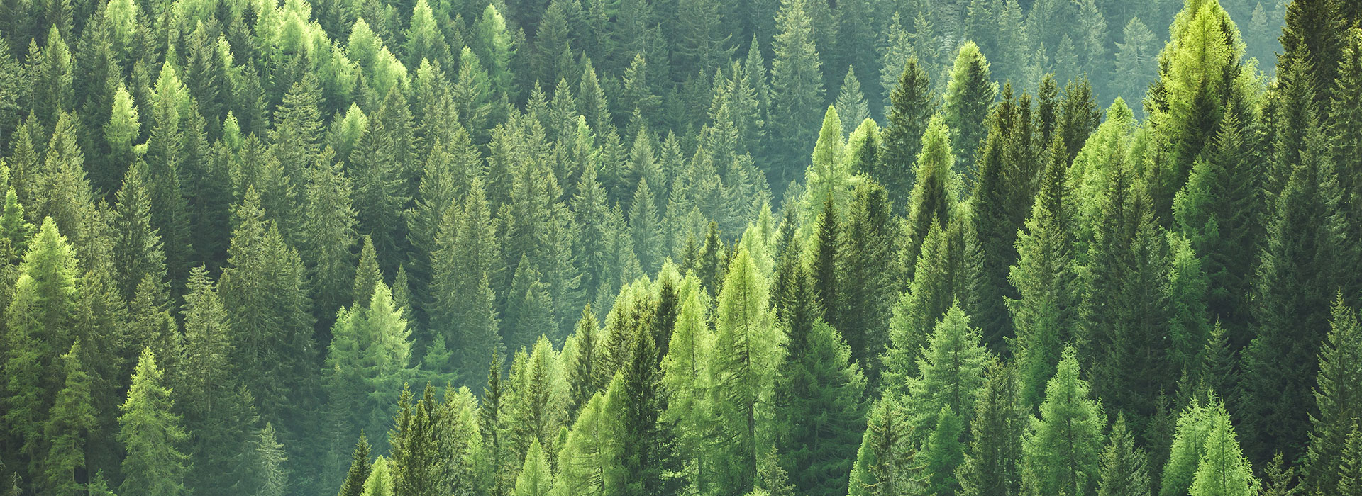 Formica Group Sustainability trees 1920x700